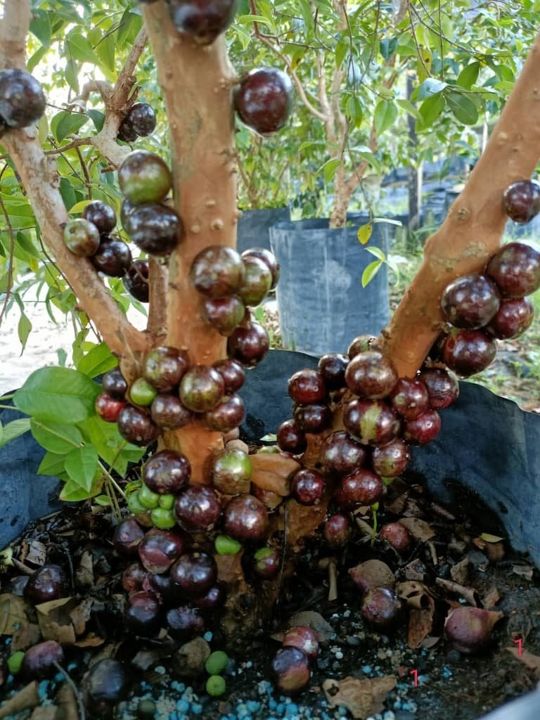 Nurseri Zul Pokok Buahan (Jaboticaba Enterprise) Kuala Terengganu
