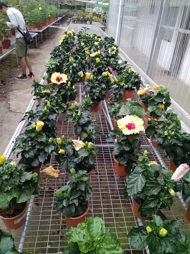 Ninety Nine Floral Wonderland 99植物乐园